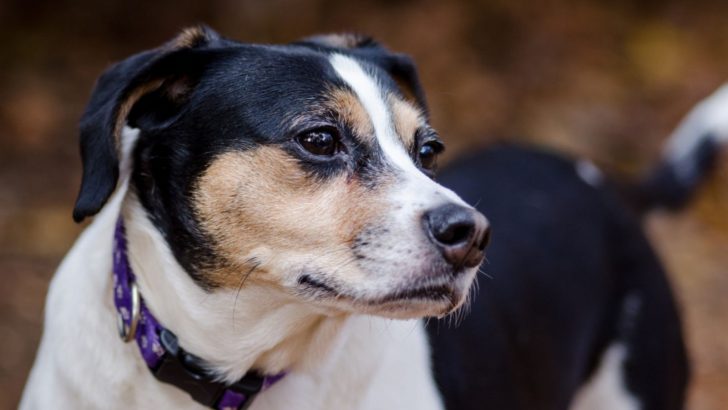 The Jack Russell Beagle Mix: Everything About The Jackabee