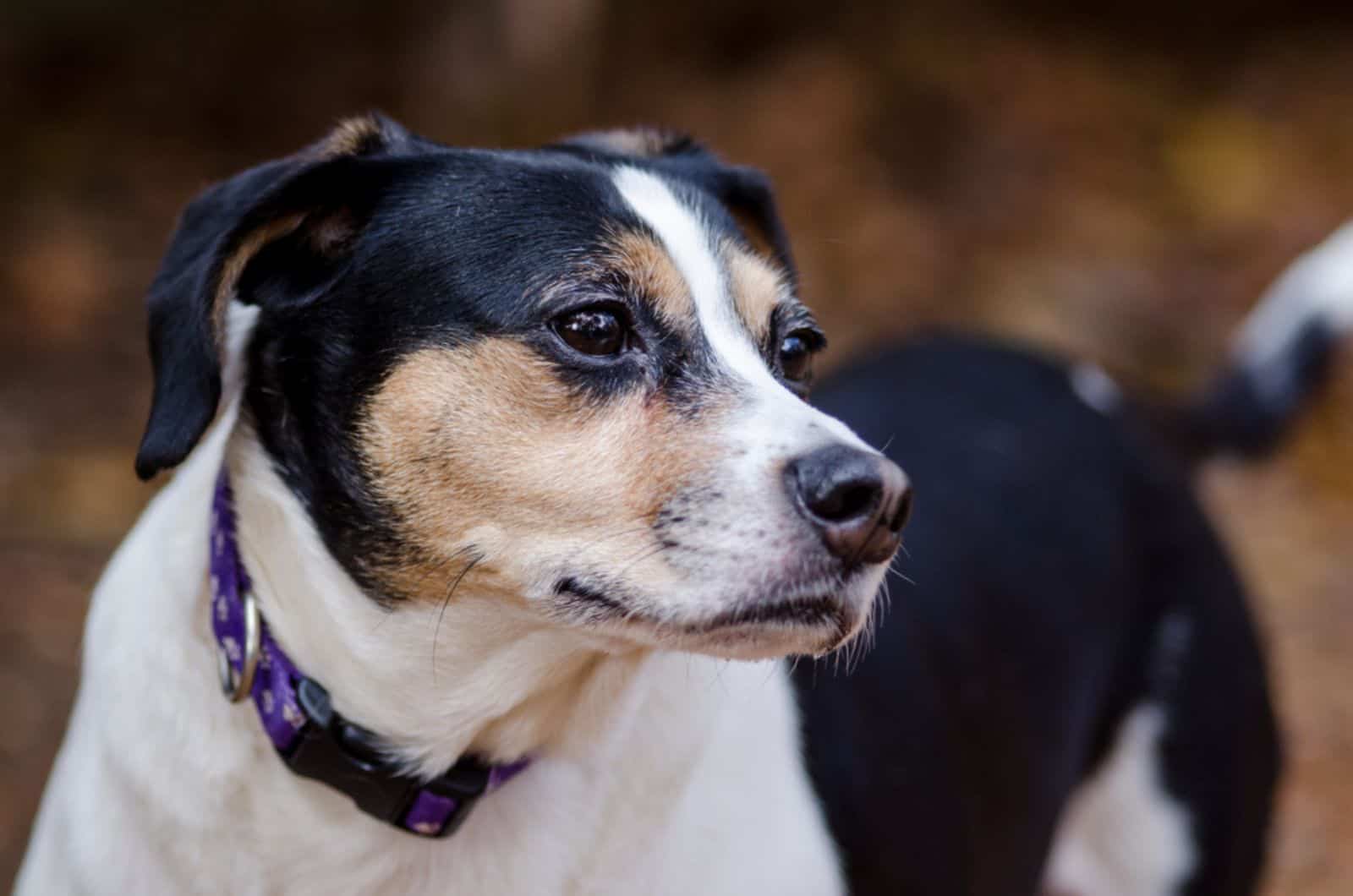 jack russell beagle mix