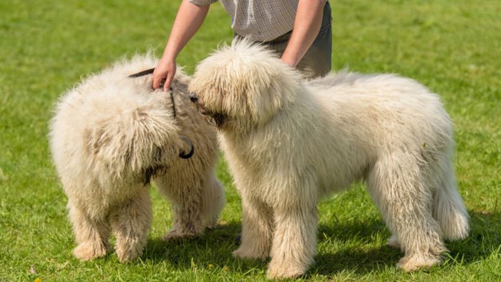 The Komondor Grooming Guide You Never Knew You Needed
