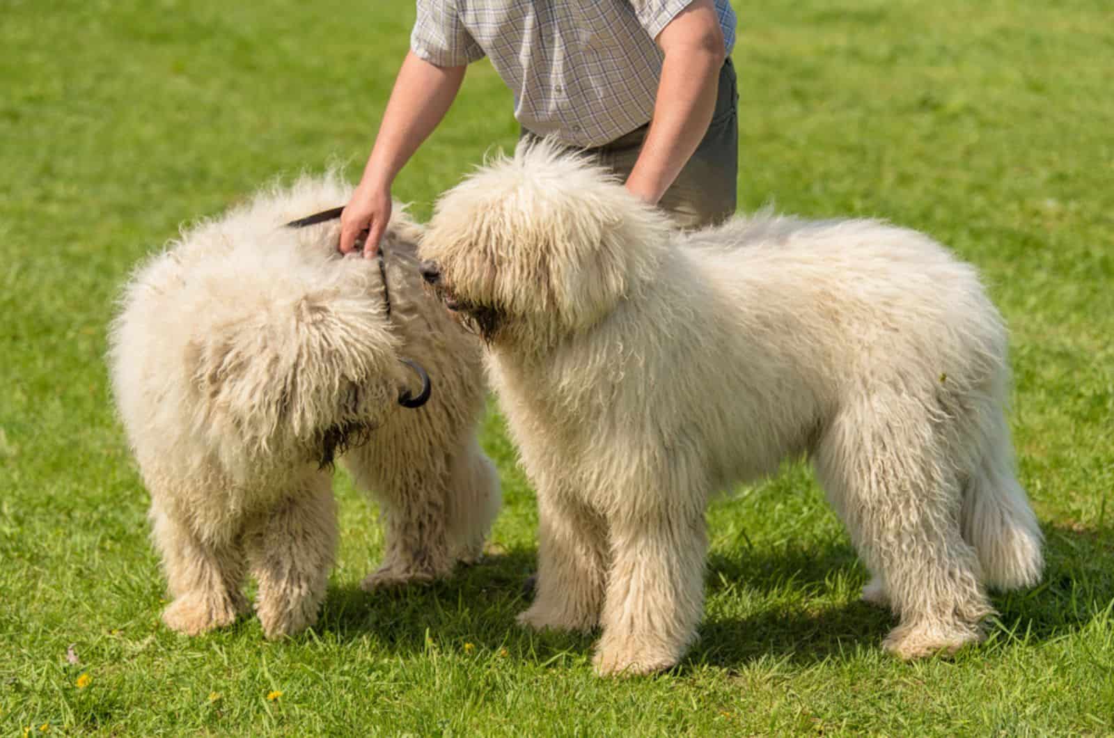 two komondor dogs in the park