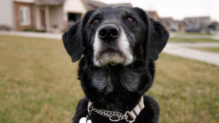 The Lab Whippet Mix, How It Looks, And What It Thinks