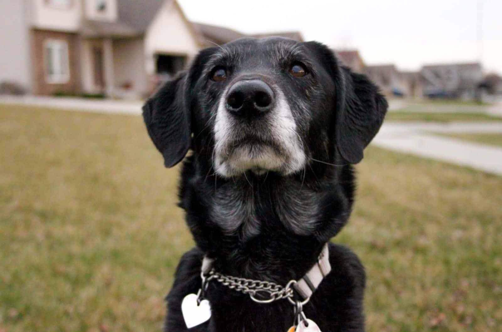 lab whippet dog looking into camera