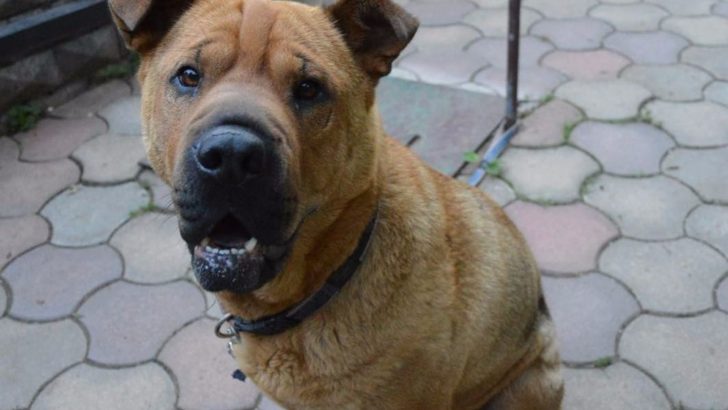 The Shar Pei German Shepherd Mix: One Of A Kind