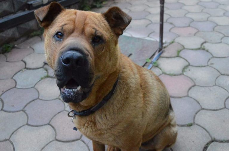 shar pei german shepherd mix