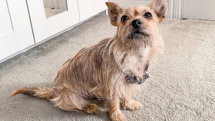 The Spunky Cairn Terrier Chihuahua Mix For Lively Owners