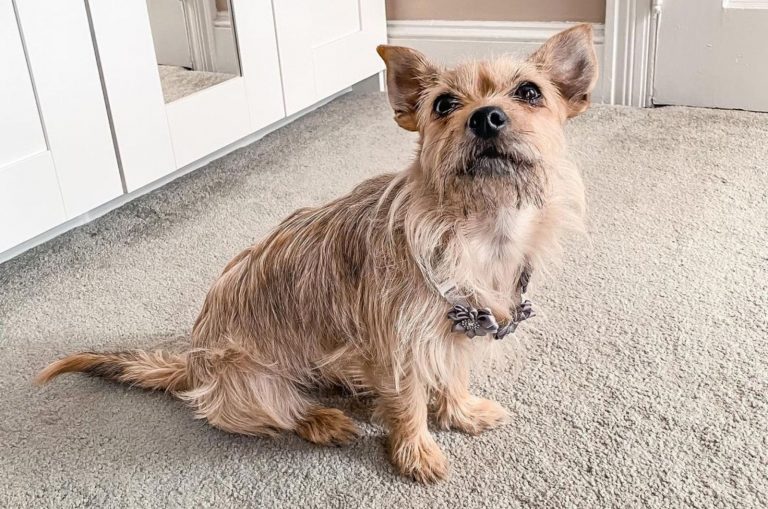 cairn terrier chihuahua mix