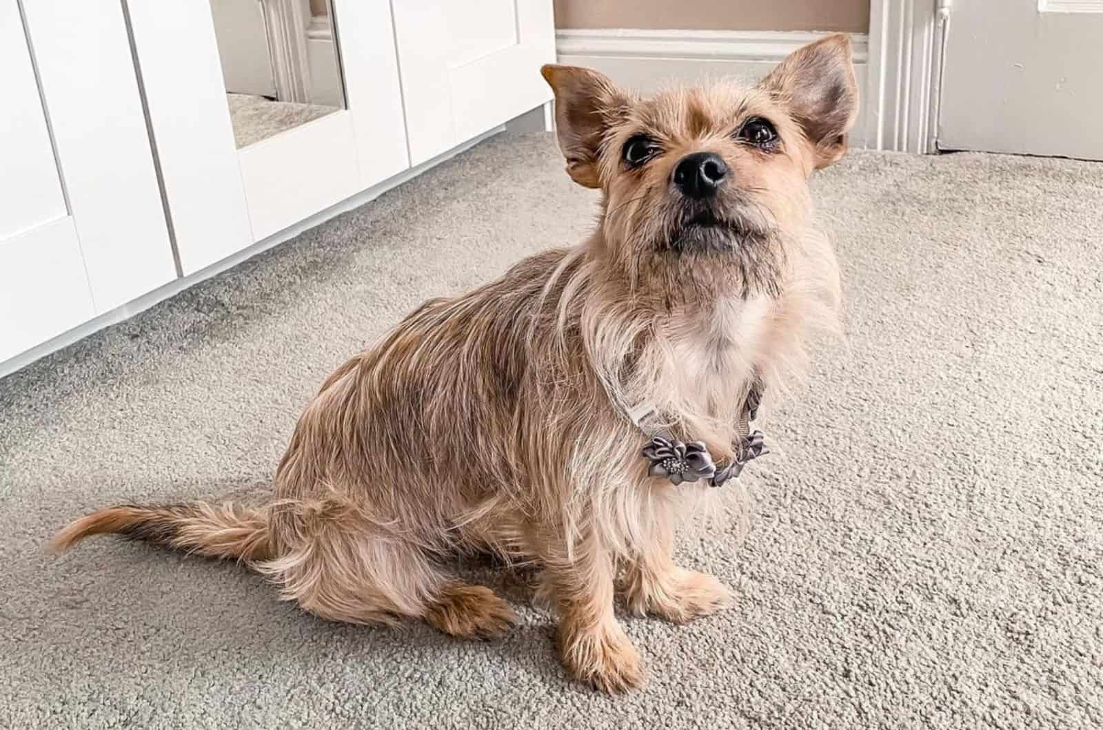 cairn terrier chihuahua mix