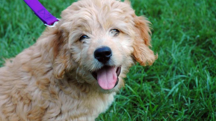 The Tale Of The Beautiful Apricot Goldendoodle