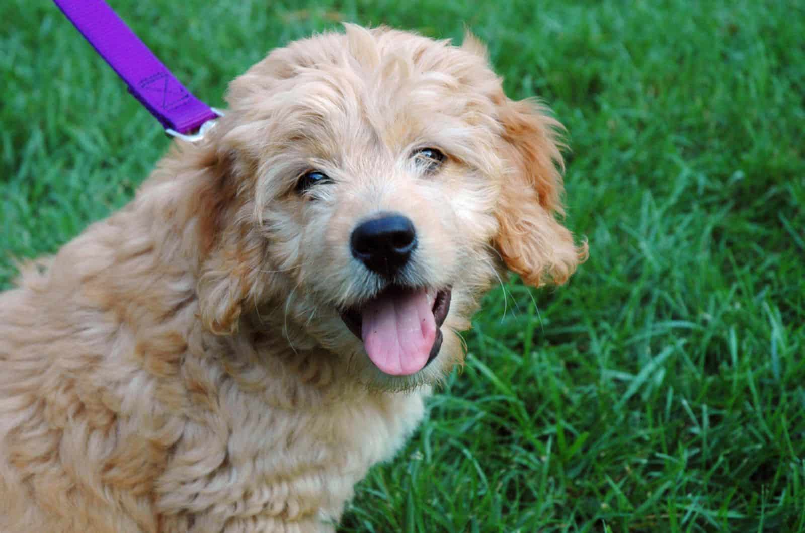 beautiful apricot goldendoodle