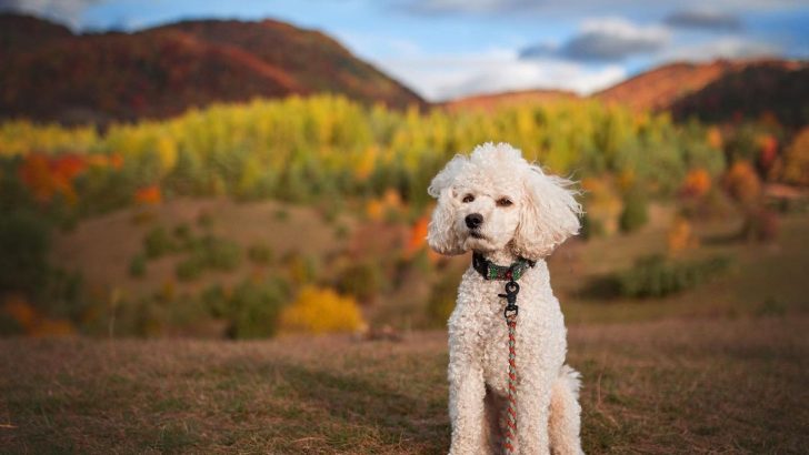 The Top 12 Poodle Breeders In Oregon – Places To Get Poodles