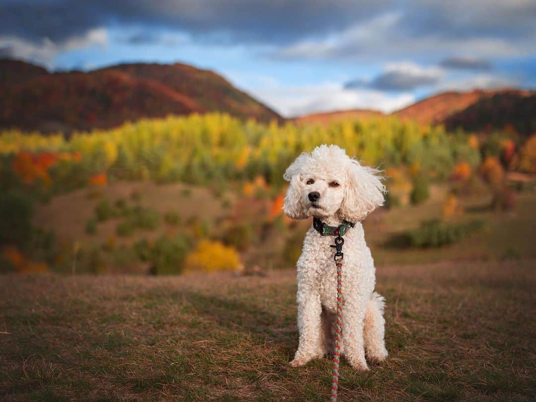 miniature poodle in nature