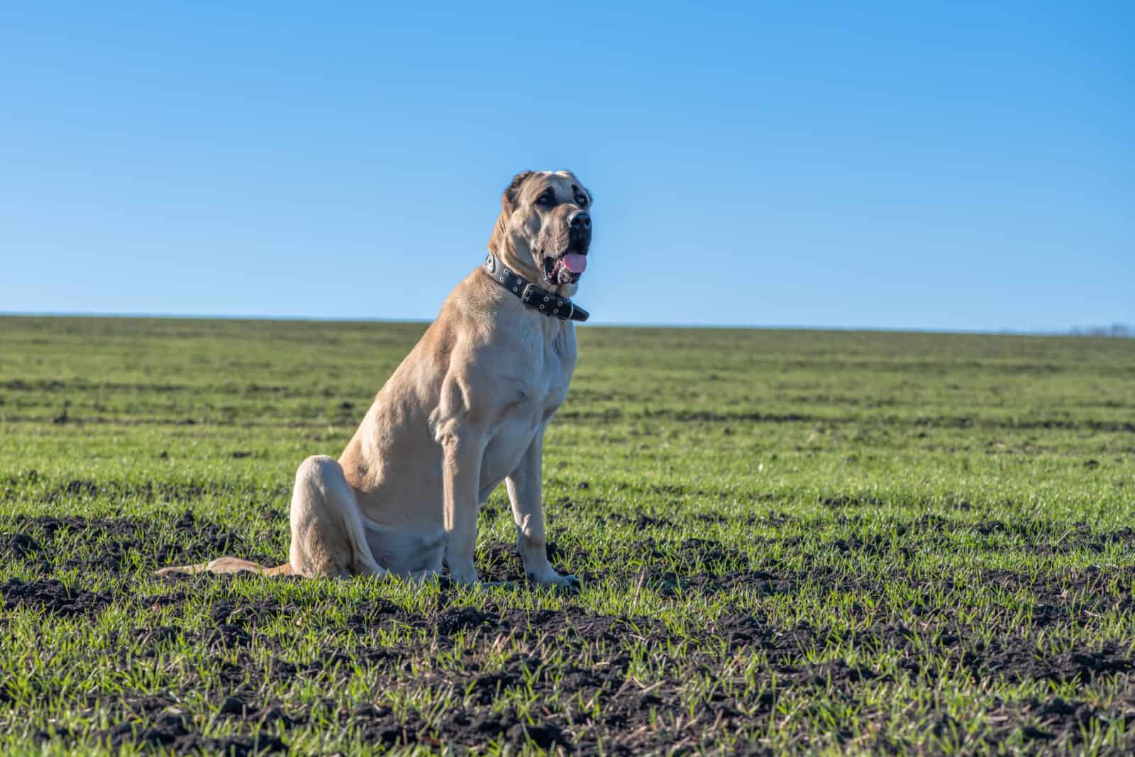 The Turkish shepherd Kangal is resting in the autumn sun