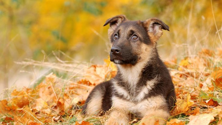 Top 11 German Shepherd Breeders in Oregon: Find A GSD Puppy