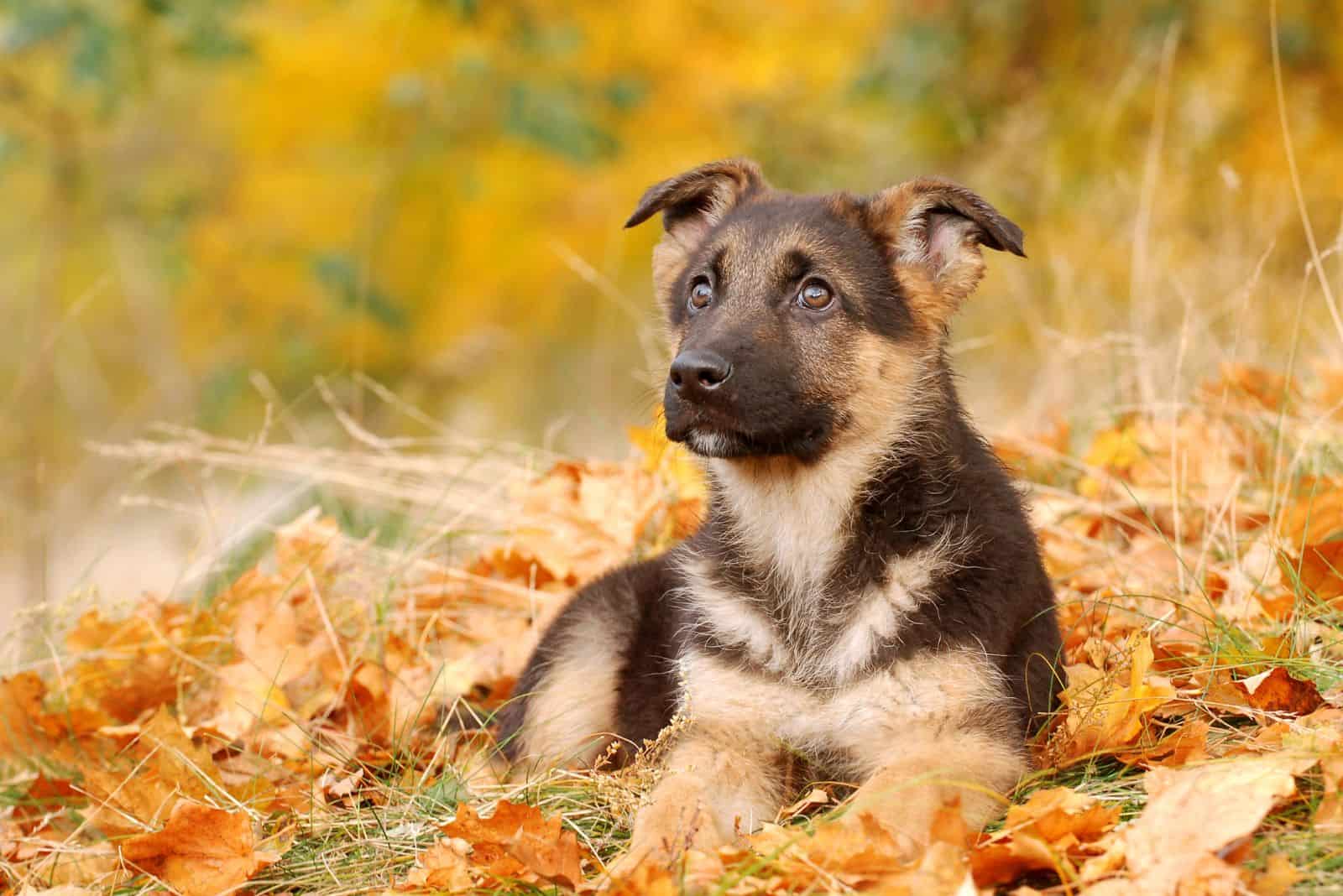 a beautiful german shepherd puppy lies on the leaves