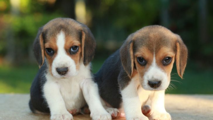 Top 7 Beagle Breeders In Oregon — Best Beagles In The State