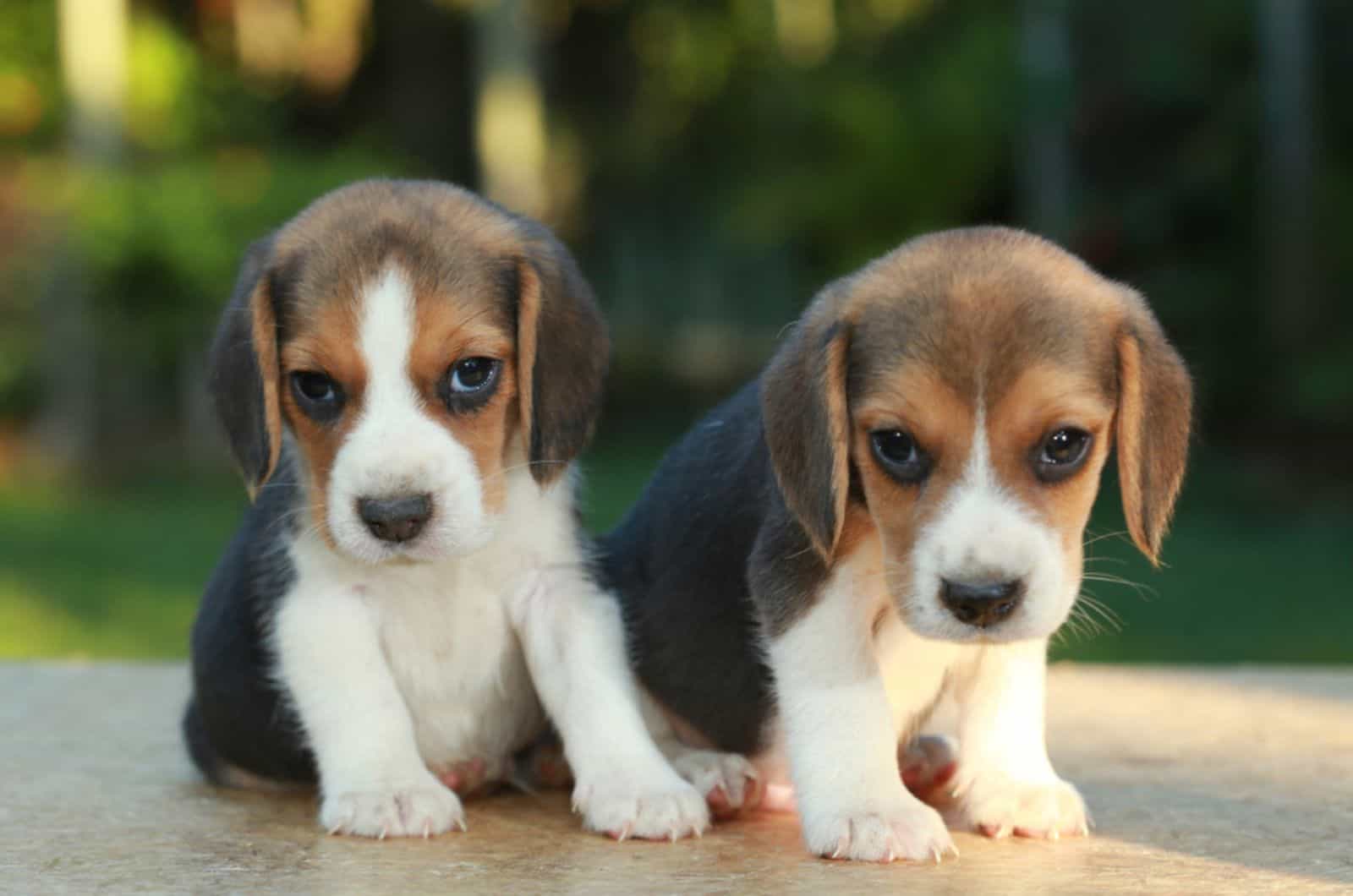 two beagle puppies sitting together