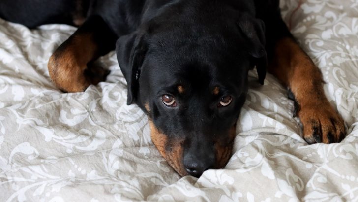 Top 9 Best Dog Beds For Rottweilers + Buyer’s Guide