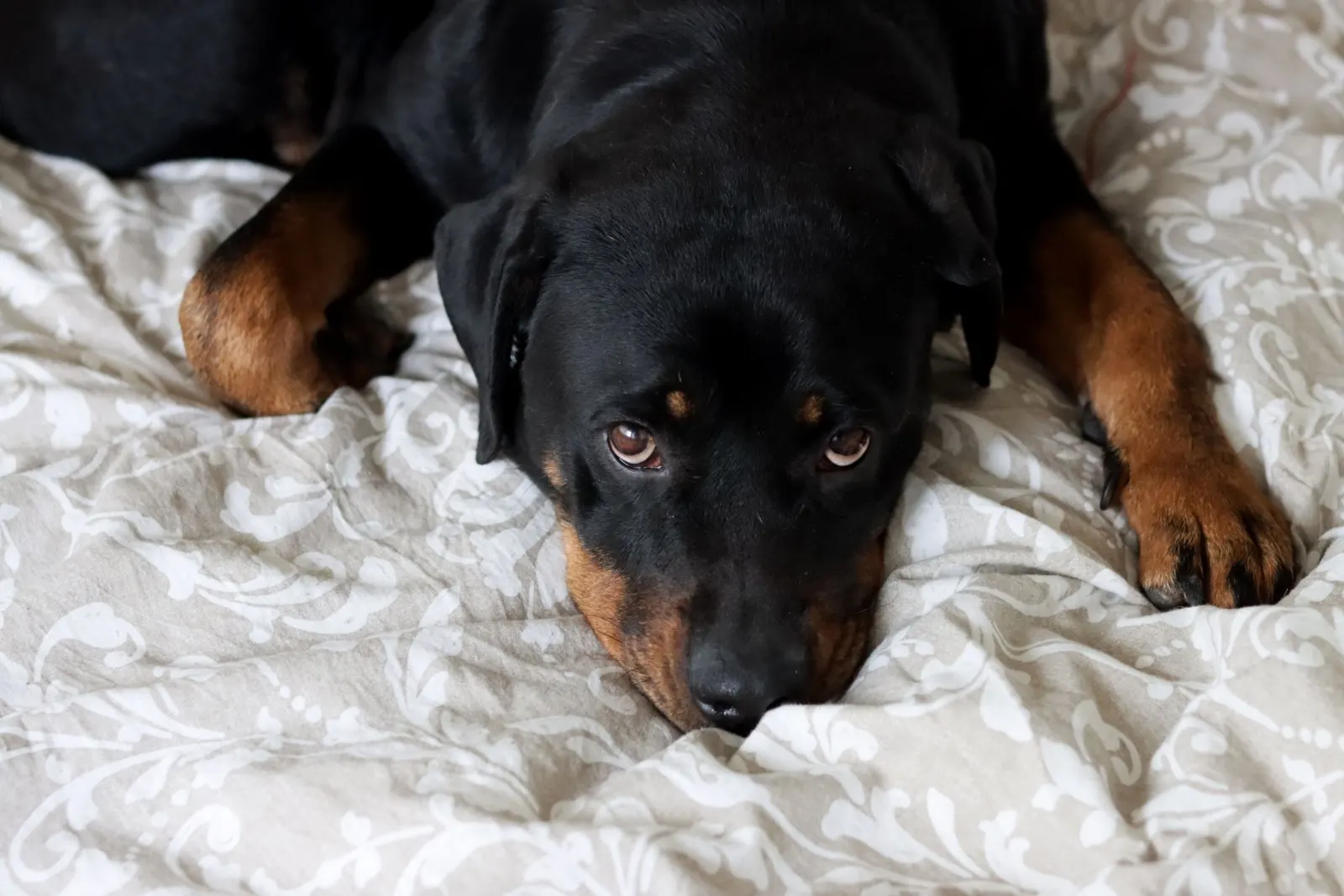rottweiler resting on bed
