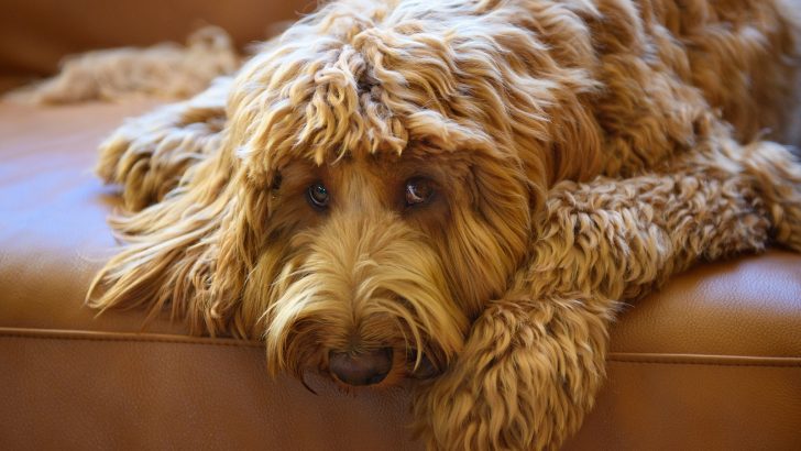 Top 9 Reliable Australian Labradoodle Breeders In The UK
