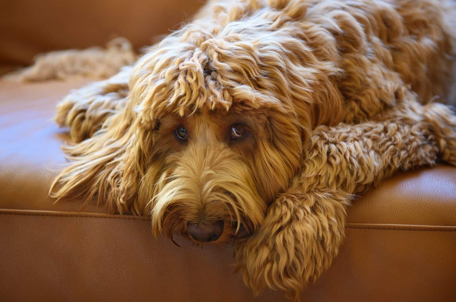 Australian Labradoodle lying on sofa