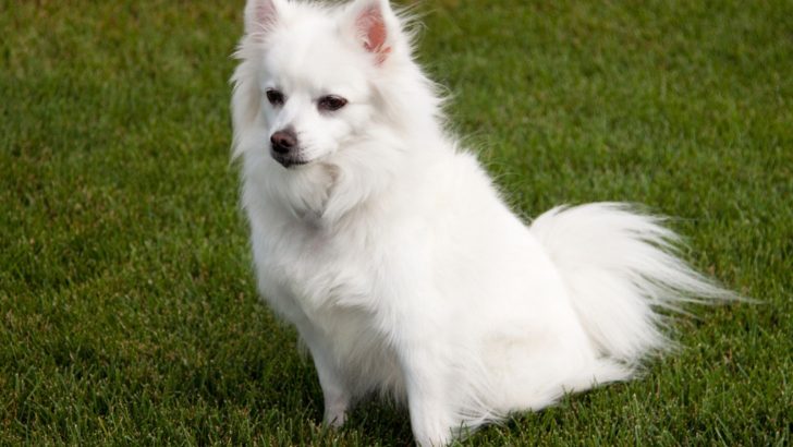 Toy American Eskimo Dogs Have Something In Common With Thor