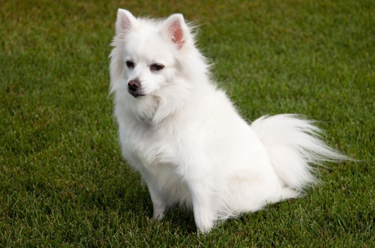 toy american eskimo
