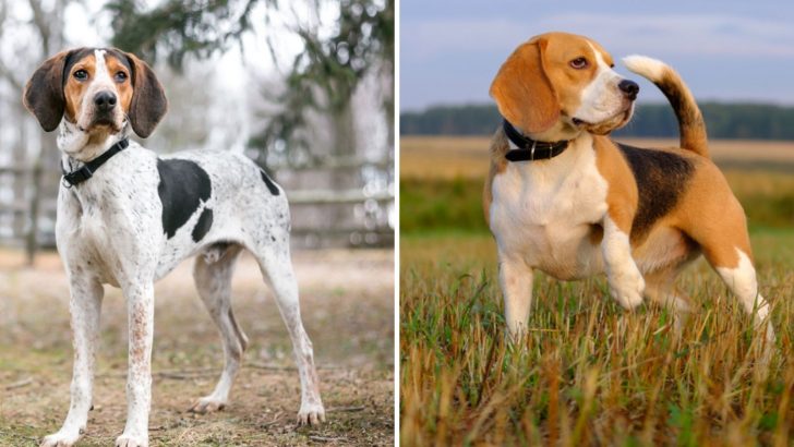 Treeing Walker Coonhound Beagle Mix — The Perfect Hunter