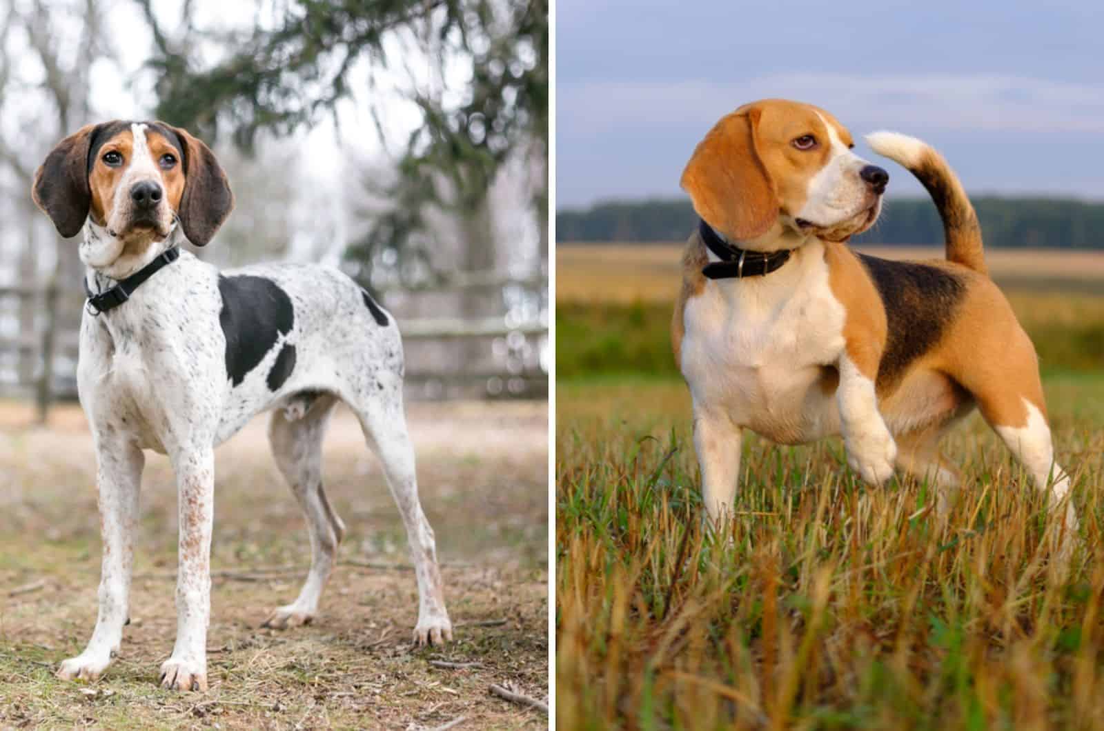 treeing walker coonhound beagle mix