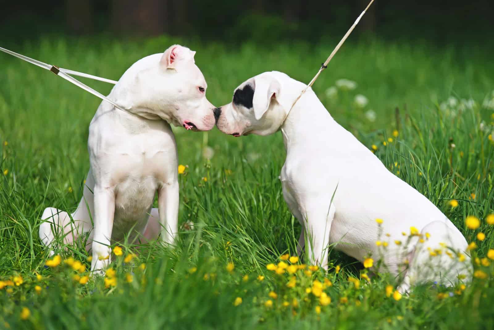 Two Dogo Argentino dogs sitting outdoors on a green grass and sniffing each other