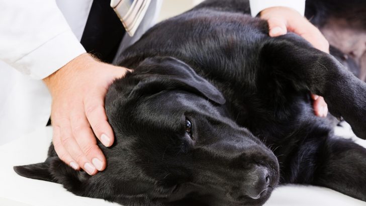 What Are Floating Ribs In Dogs And Can They Be Dangerous?
