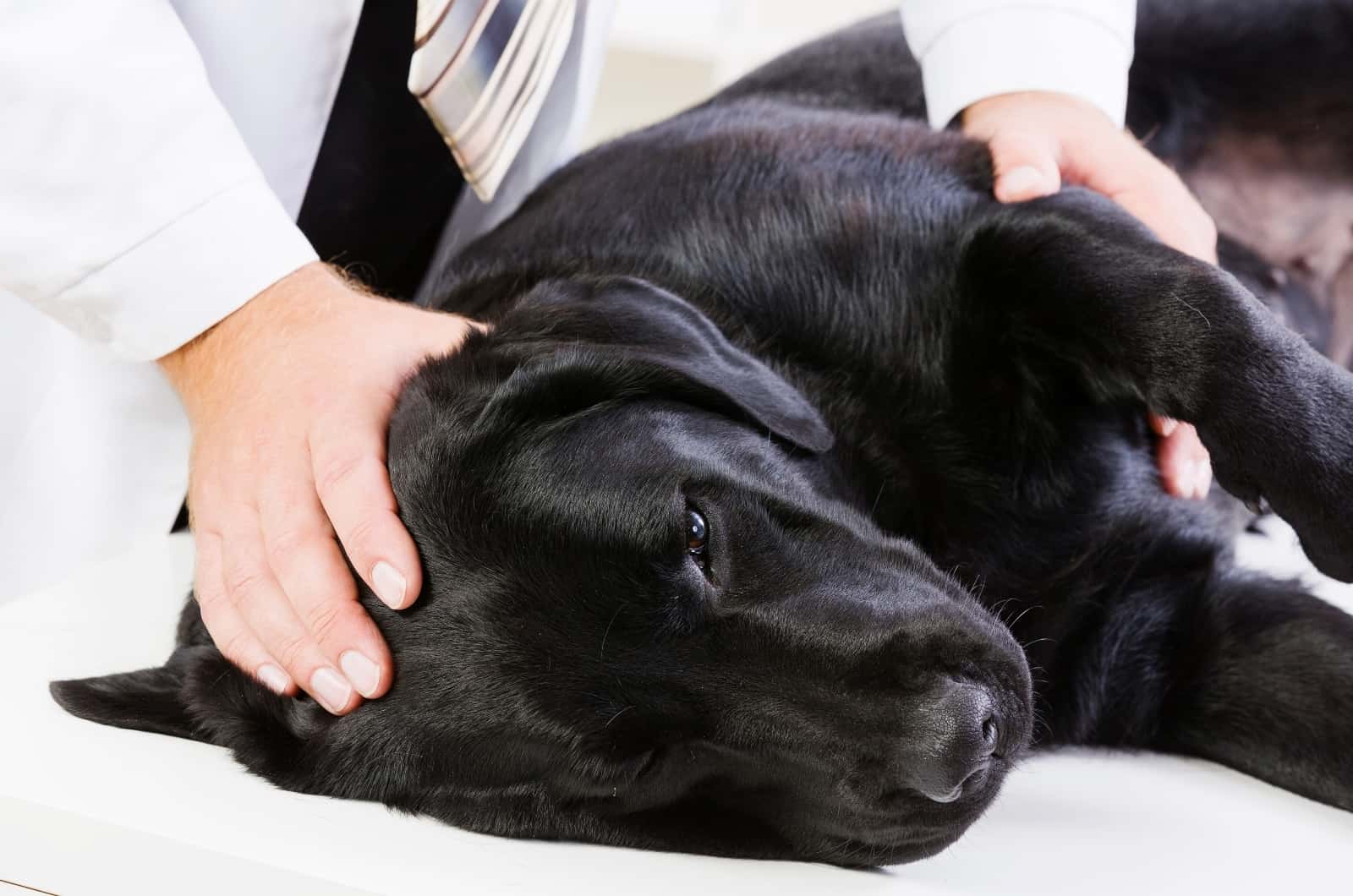 vet examining sick dog