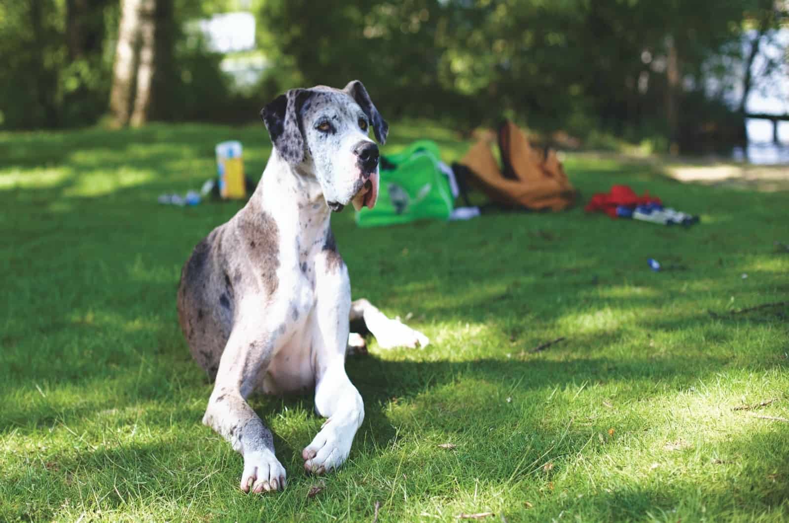 Great Dane sitting on grass