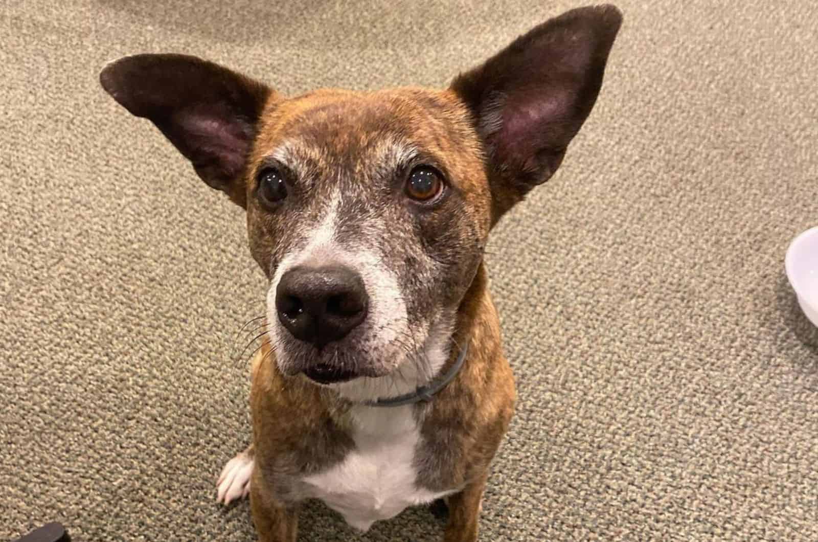 whippet pitbull mix