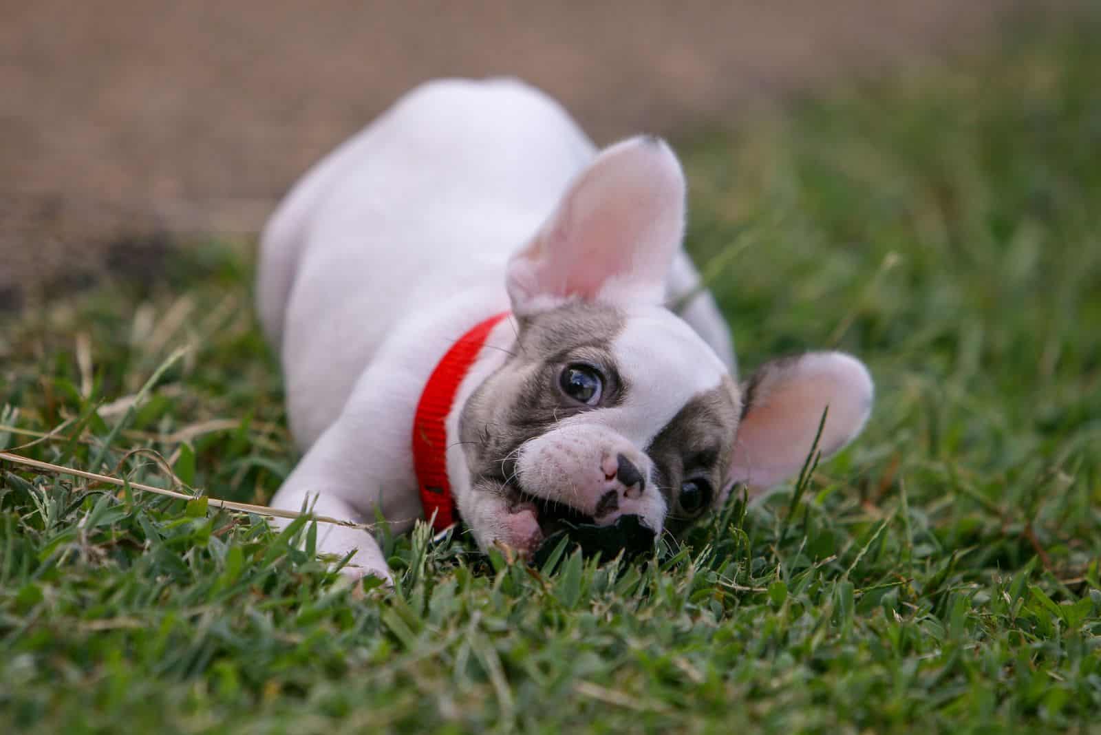 White Fawn Pied French Bulldog Puppy Playing In The Grass