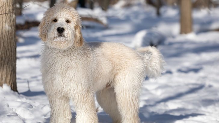 White Goldendoodle – What To Know Before Buying
