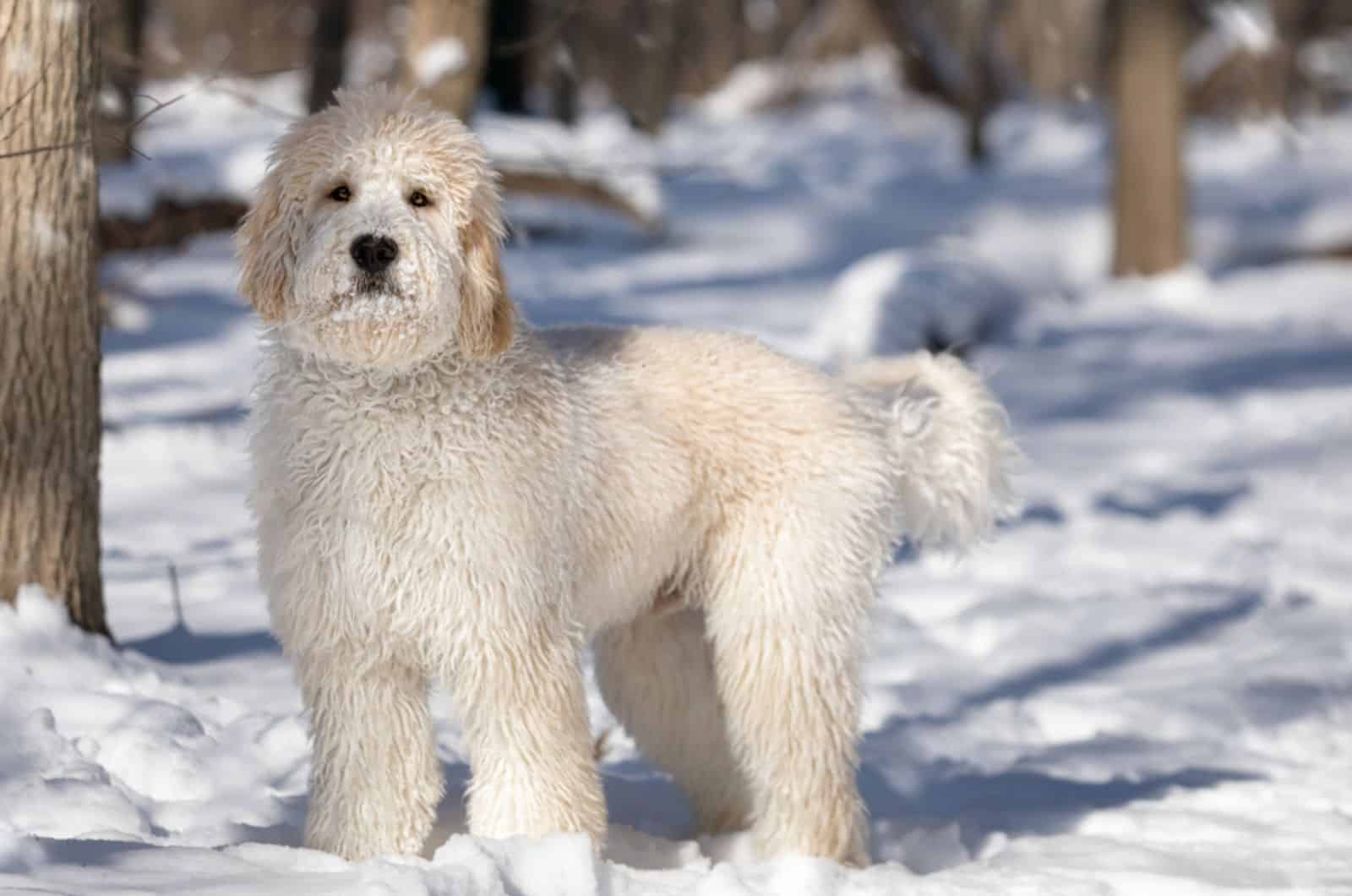 white goldendoodle in the snow