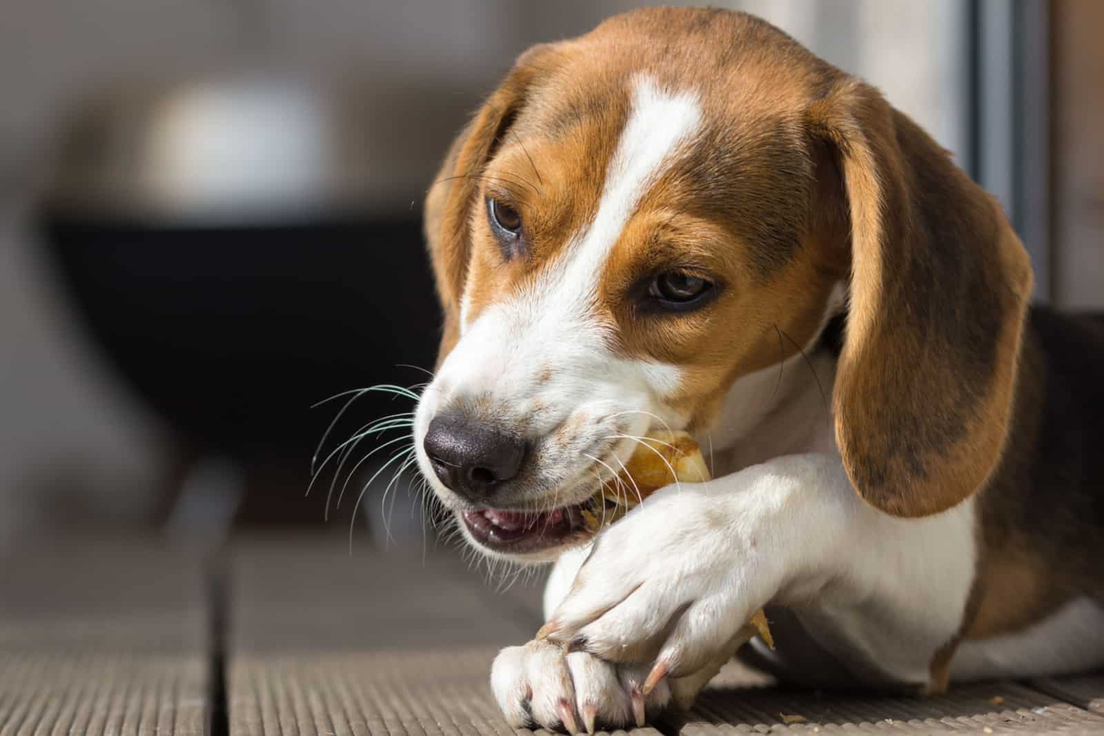 Young beagle chewing on a treat
