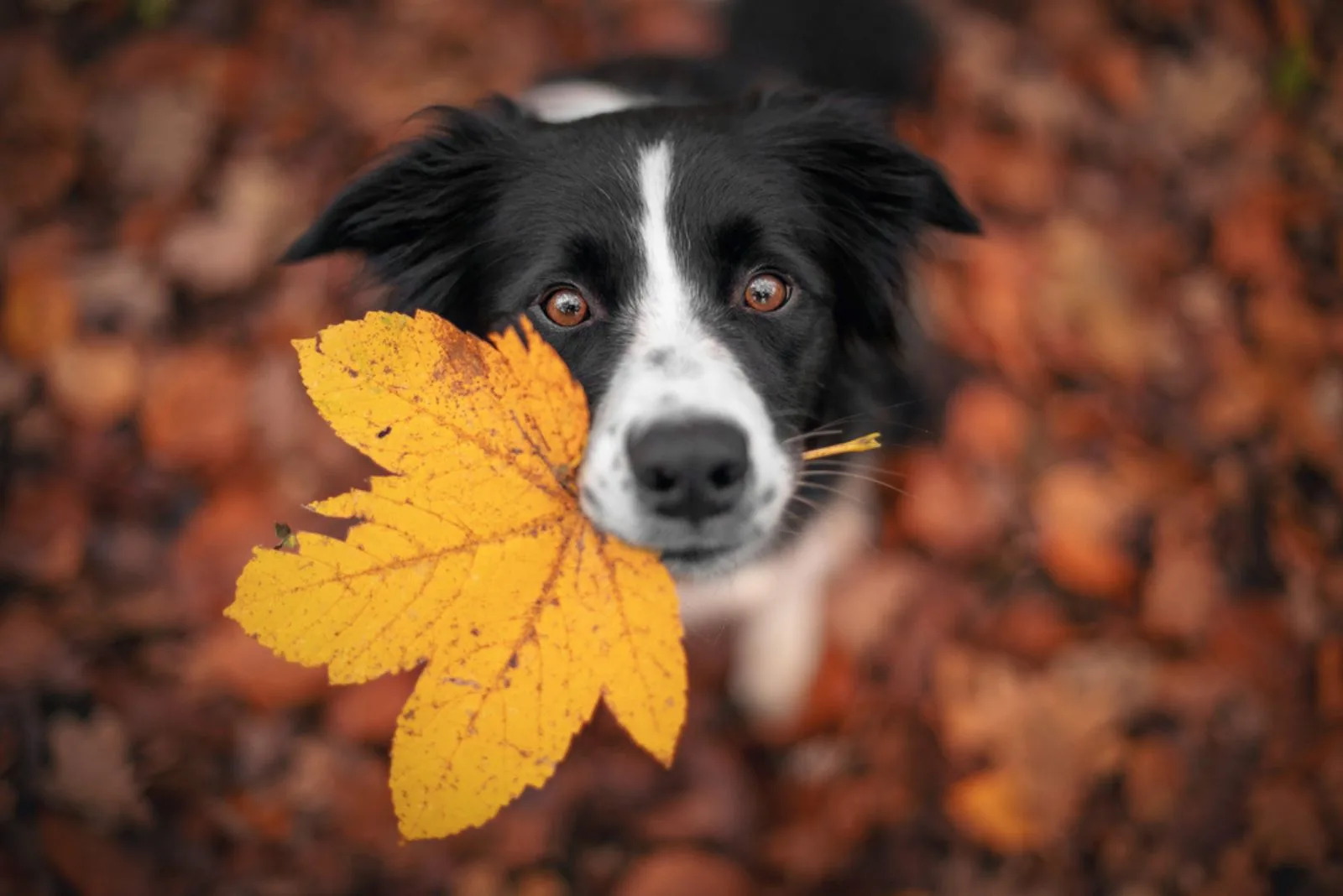 a border collie puppy holds a yellow leaf in its mouth