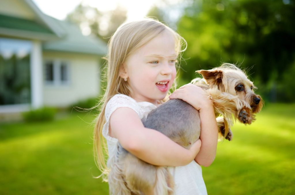 Are Yorkies Good With Kids A Perfect Family Pet Or Not?