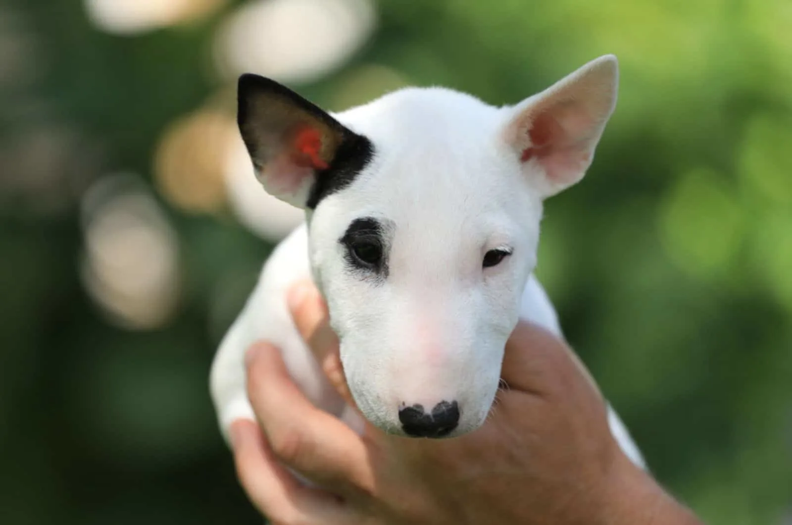 a man holding mini bull terrier dog in his hand