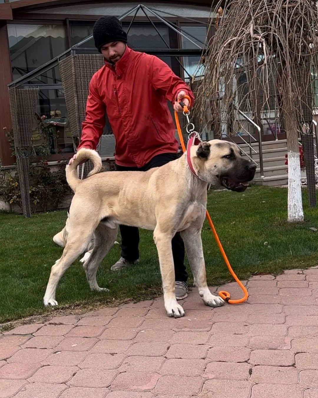 a man stands next to a kangal tied to a leash