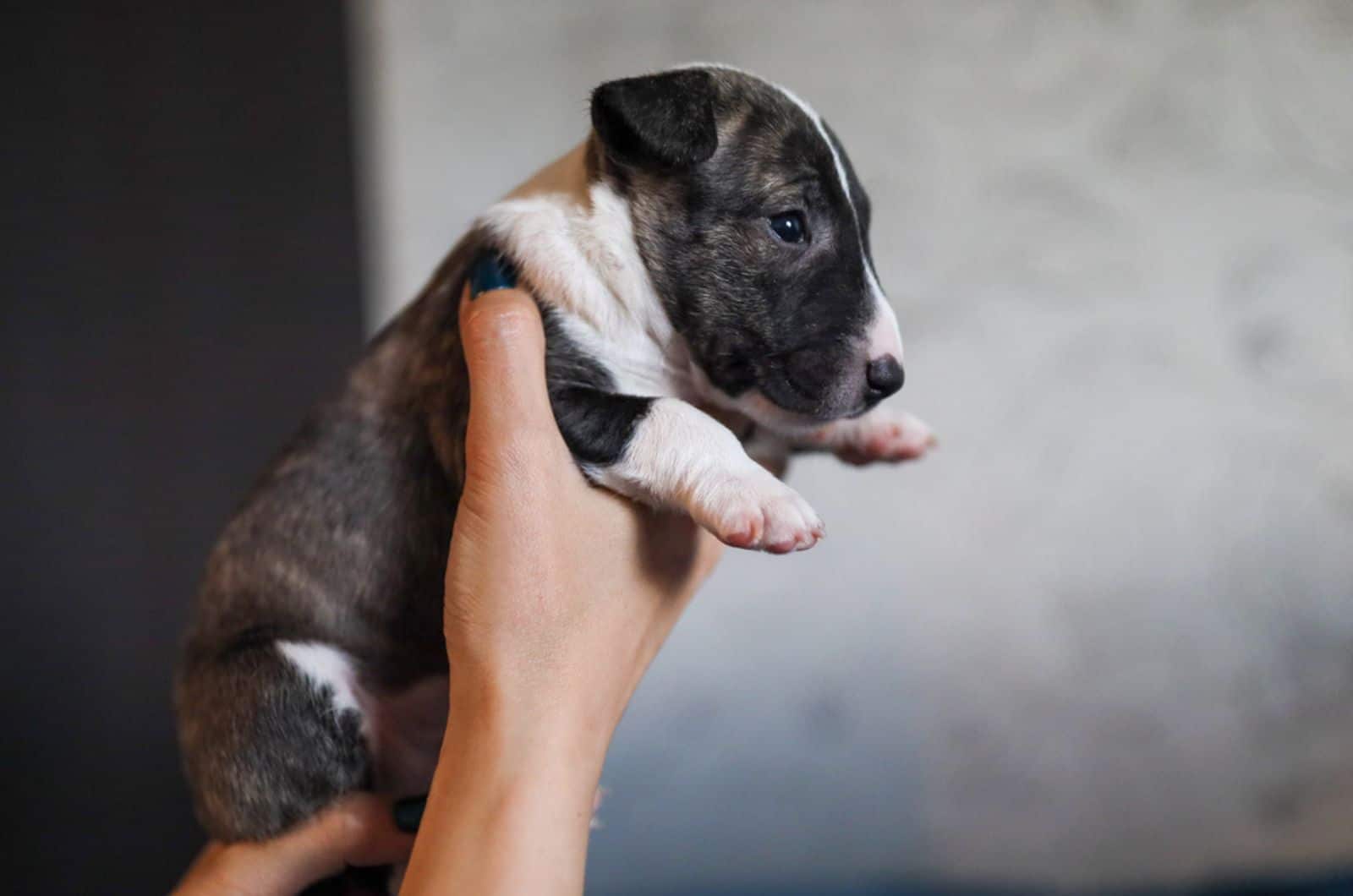 a person holding mini bull terrier puppy in hands