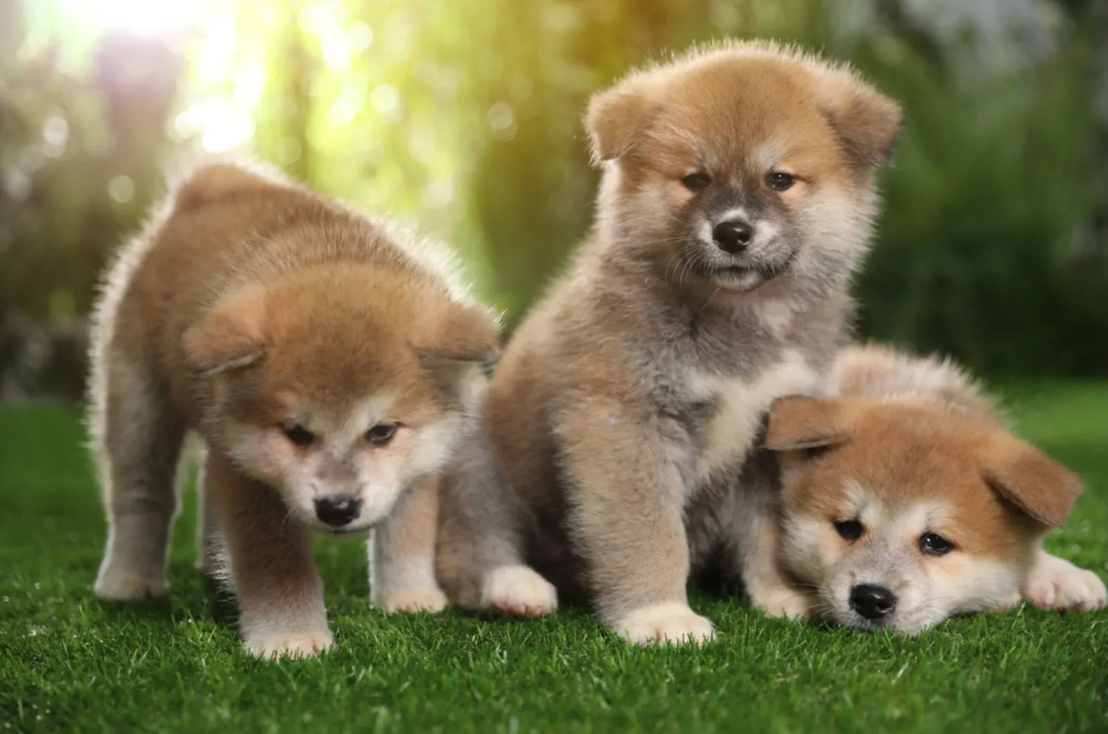 adorable akita inu puppies in the yard