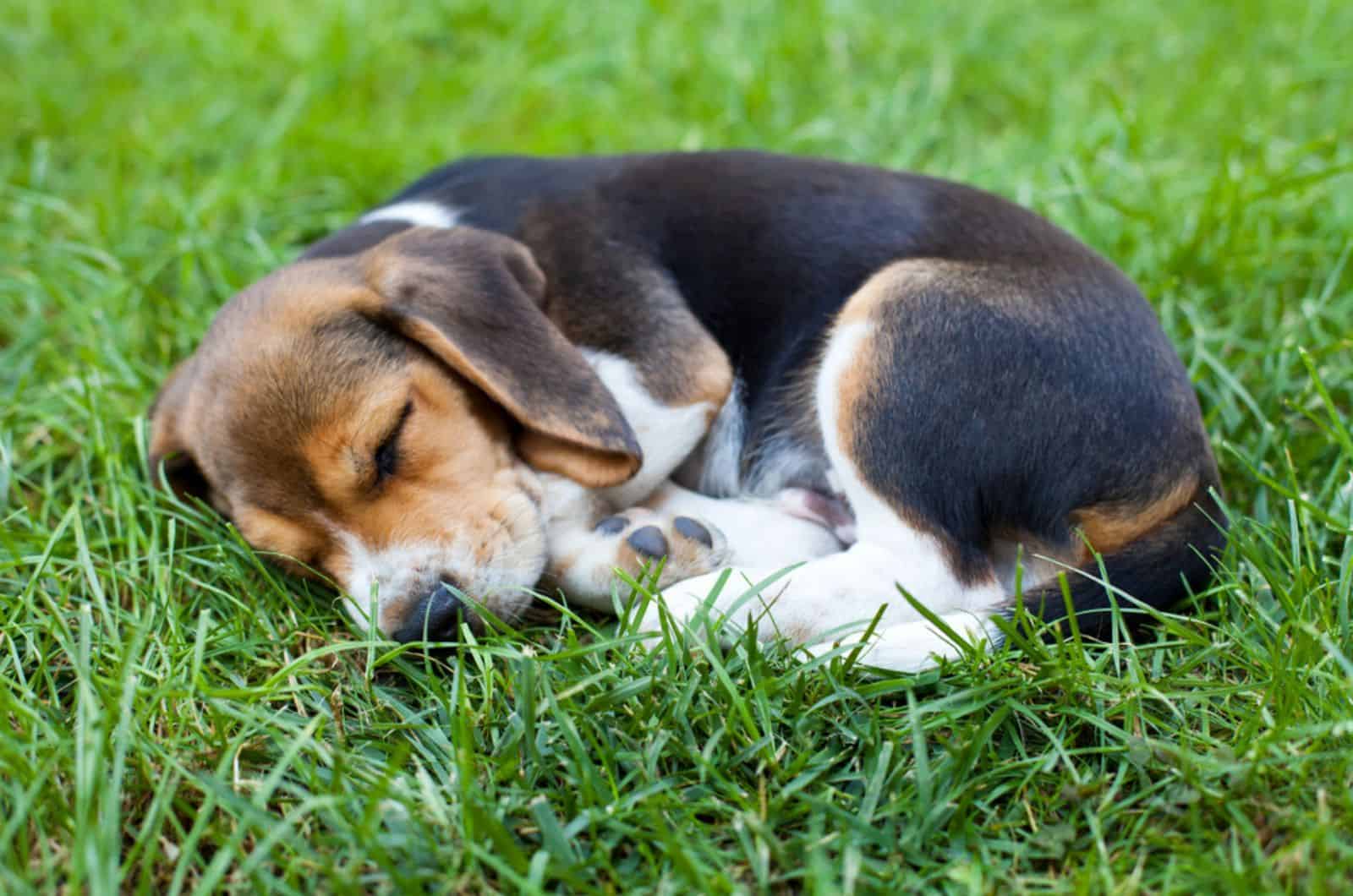 adorable beagle puppy sleeping in the grass