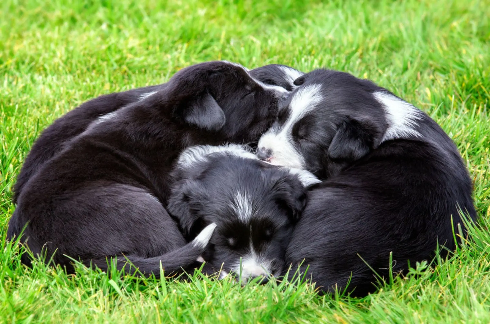 adorable border collie puppies sleeping together on the grass