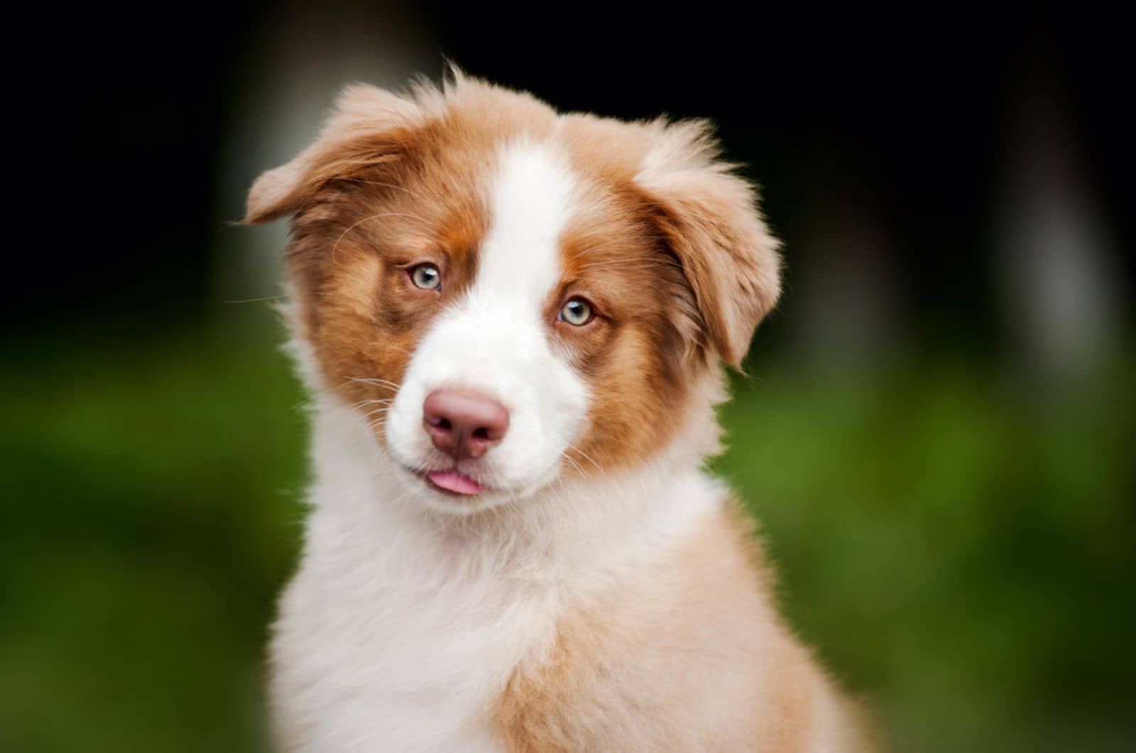 adorable border collie puppy outdoors