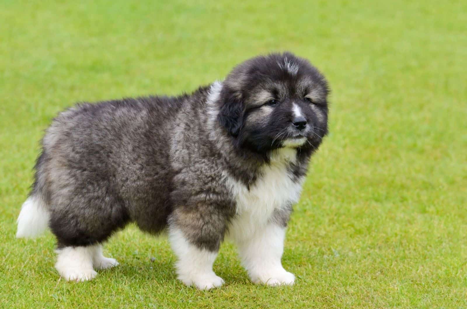 adorable caucasian shepherd puppy standing on the green grass