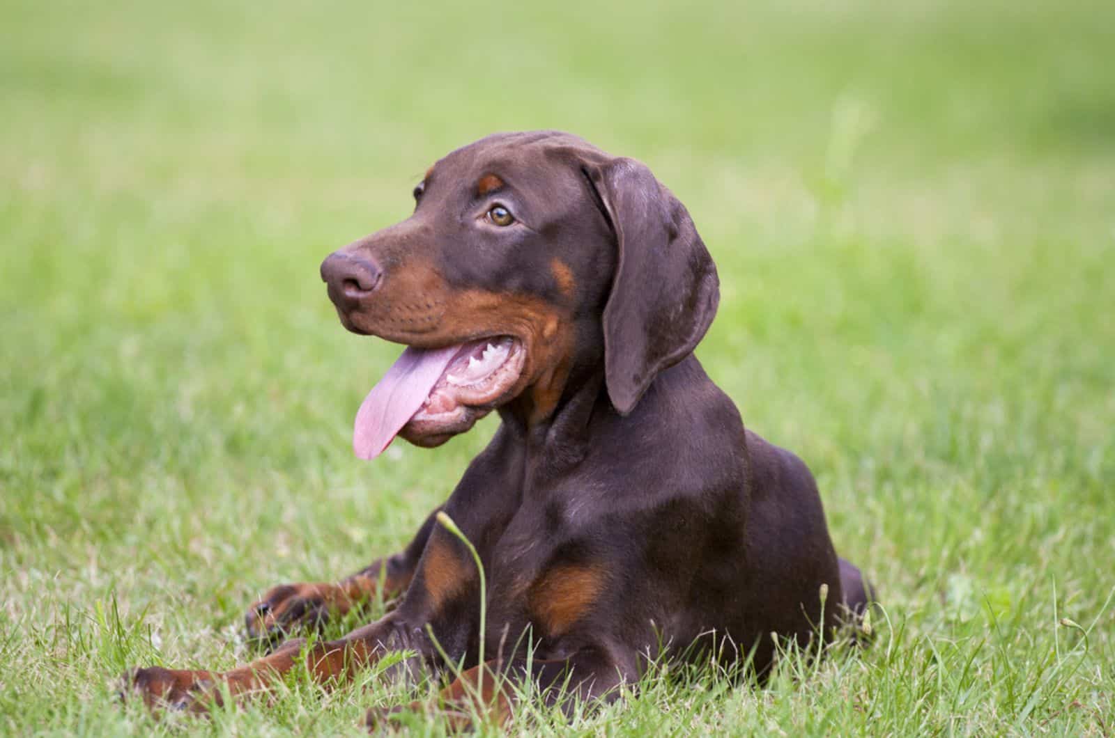 adorable doberman puppy lying on the grass