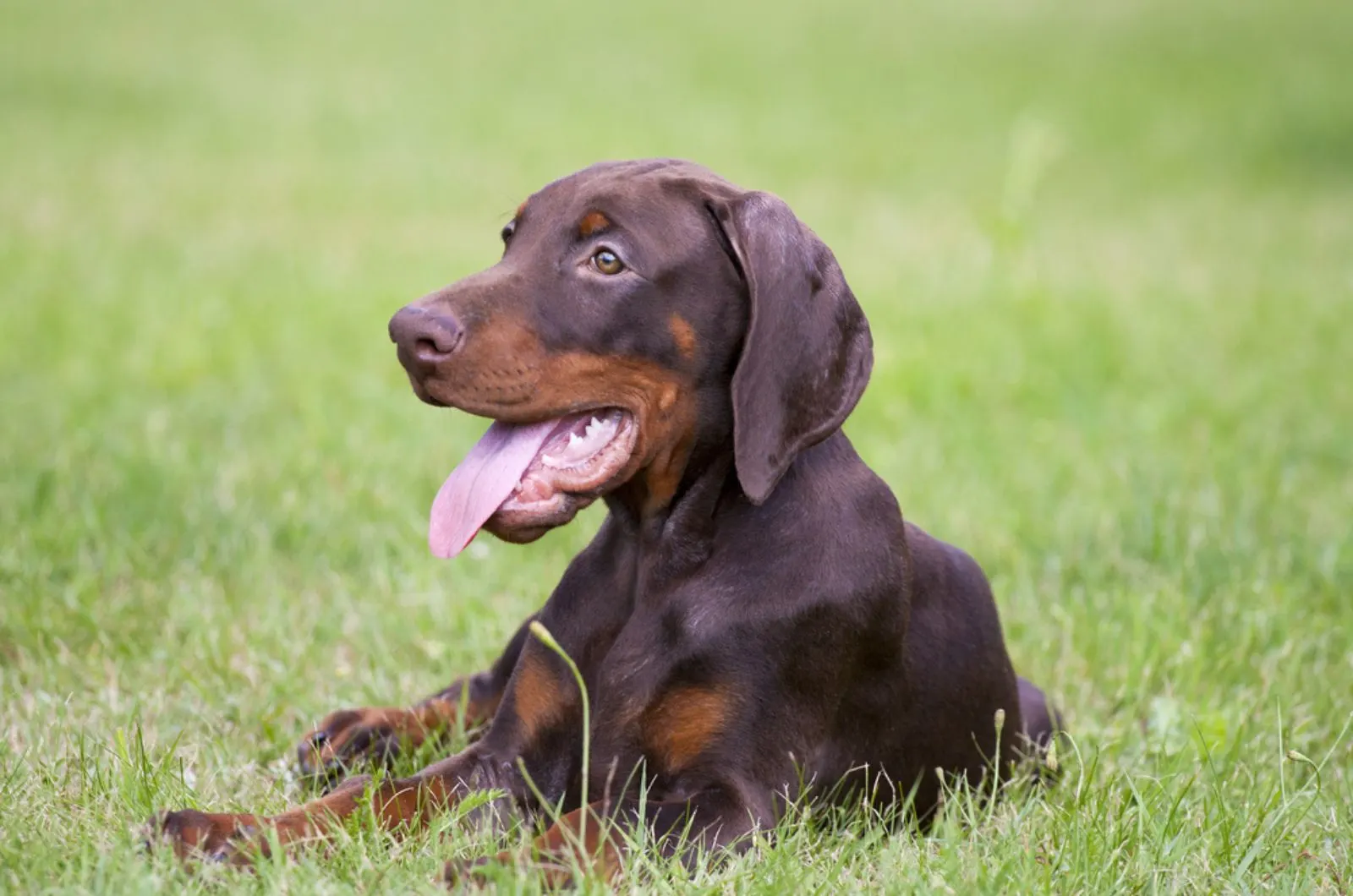 adorable doberman puppy lying on the grass