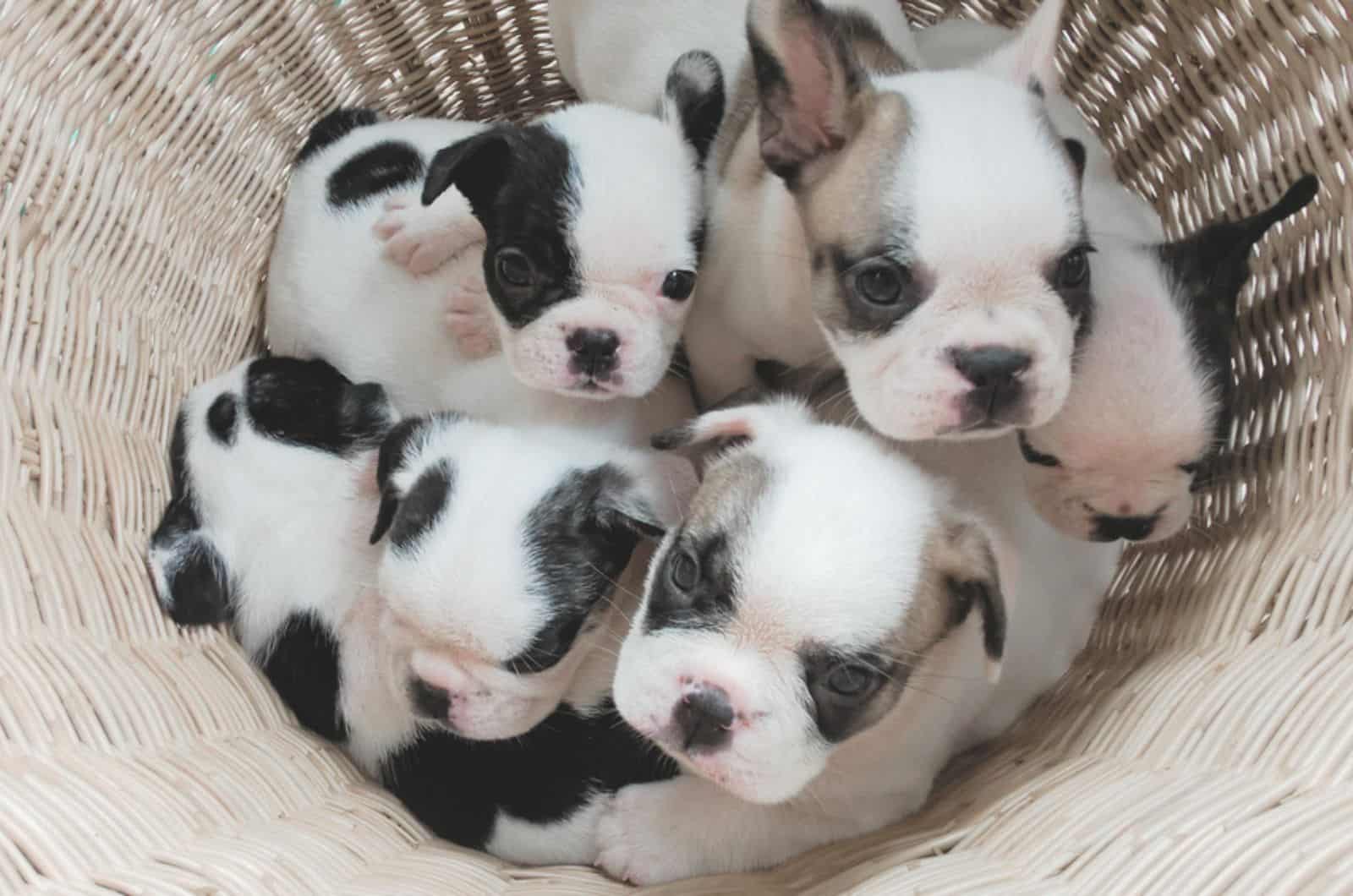 adorable french bulldog puppies in a basket